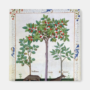 Imán Avellana Bush y cerezo