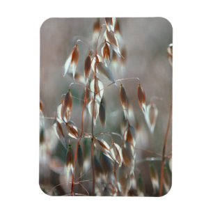 Imán Avena Madura (Avena Sativa) Primer Plano. Ceres, B