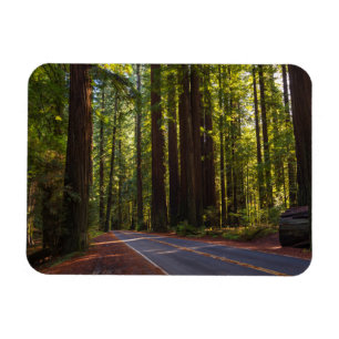 Imán Avenida de la secoya gigante California