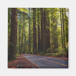 Imán Avenida de la secoya gigante California
