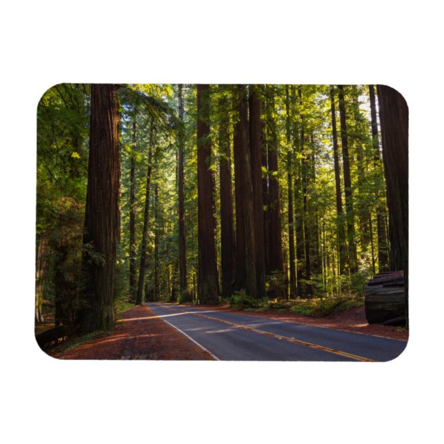Imán Avenida de la secuoya gigante California (Horizontal)