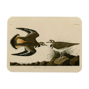 Imán Aves Audubon de América, amante de la muerte (ases