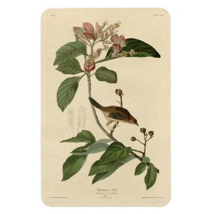 Imán Aves Audubon de América de la Finca de Bachman