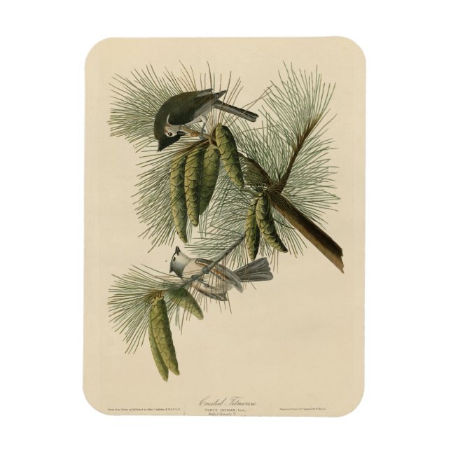 Imán Aves Audubon de Titmouse (Tufted) de América (Vertical)
