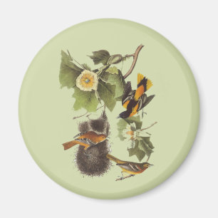 Imán Aves Audubónicas vintage Troupial Oriole Magnet