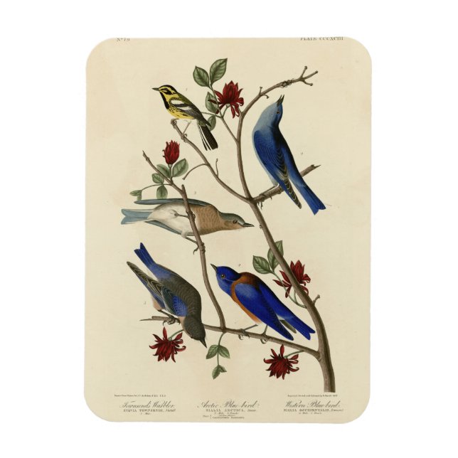 Imán Aves azules y brujas, aves de América de Audubon (Vertical)