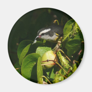 Imán Aves Bananaquit comiendo fotografía tropical