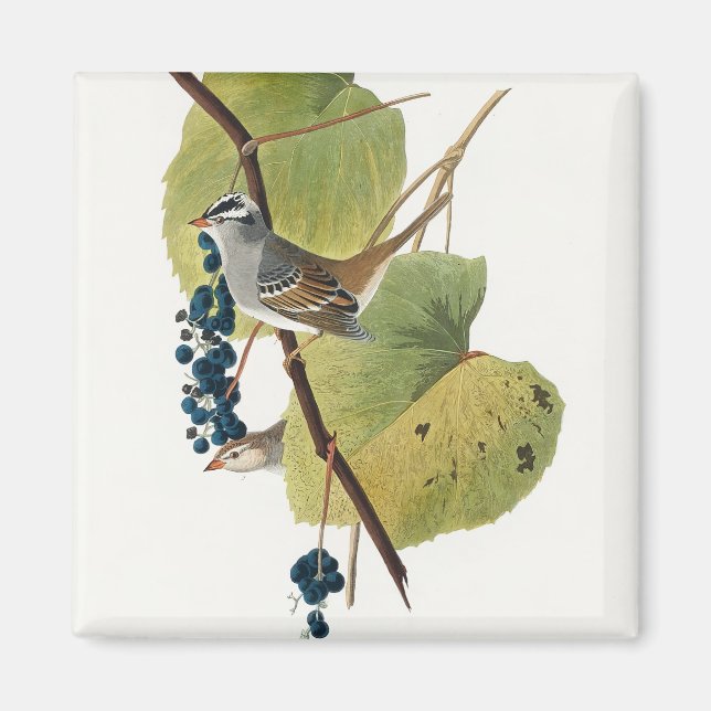 Imán Aves de América (1827) de John James Audubon (Frente)