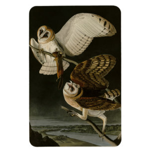 Imán Aves de América de Adulto Búho (Tyto Alba)