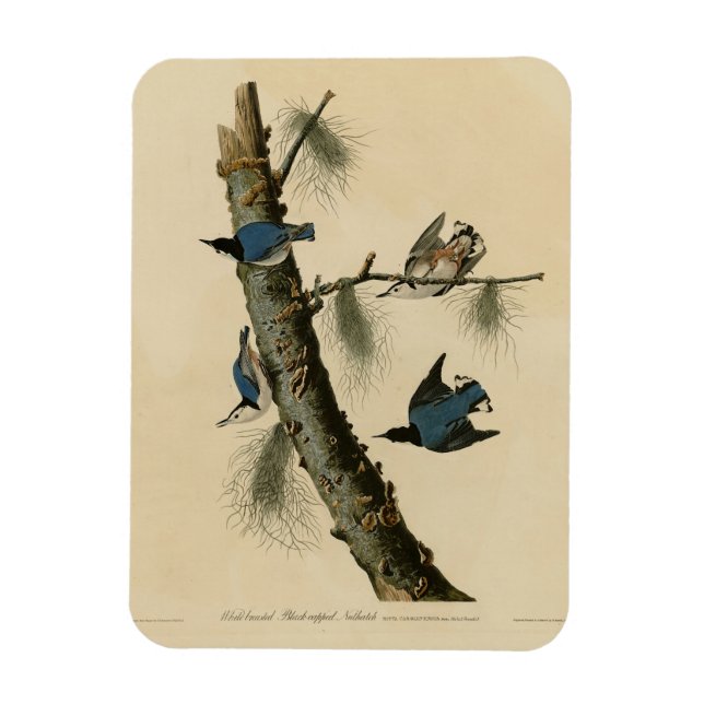 Imán Aves de América de Nuthatch Audubon con pecho blan (Vertical)