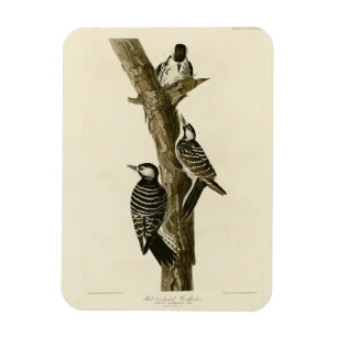 Imán Aves de América del pájaro carpintero rojizo Audub
