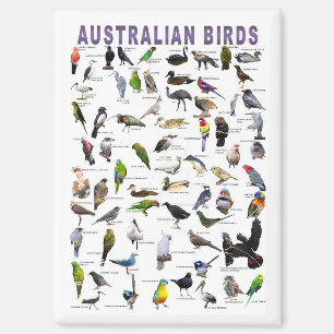 Imán Aves de Australia