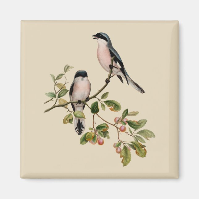 Imán Aves de Bonito antiguas en Beige (Frente)