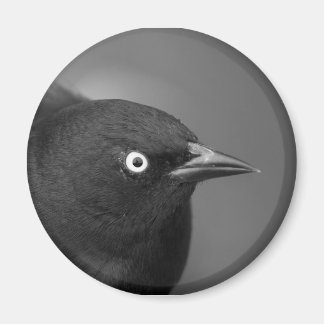 Imán Aves de Hitchcock