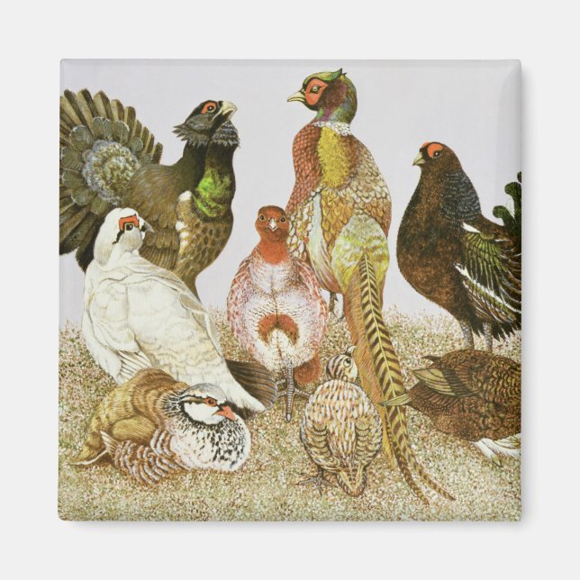 Imán Aves de juego (Frente)