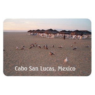 Imán Aves en la playa en Cabo