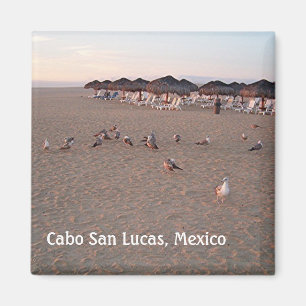 Imán Aves en la playa en Cabo Magnet