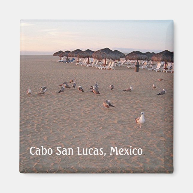 Imán Aves en la playa en Cabo Magnet (Frente)