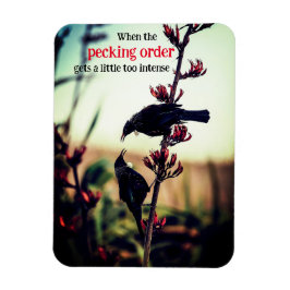 Imán Aves tui peleando en el lino