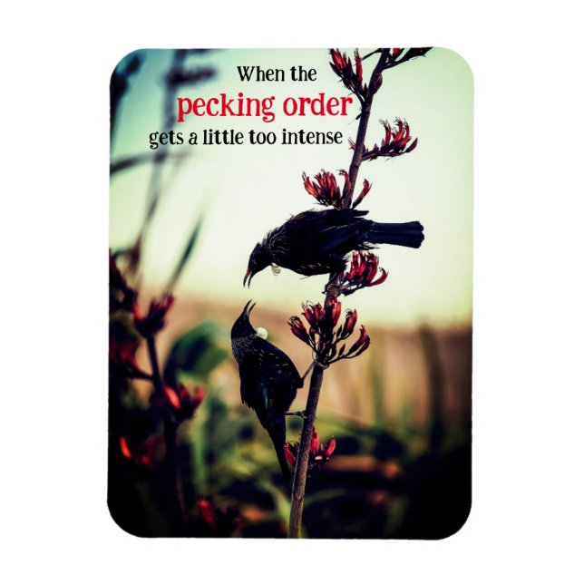 Imán Aves tui peleando en el lino (Vertical)