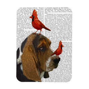 Imán Aves y hebillas