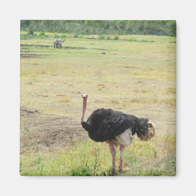 Imán avestruz (Frente)