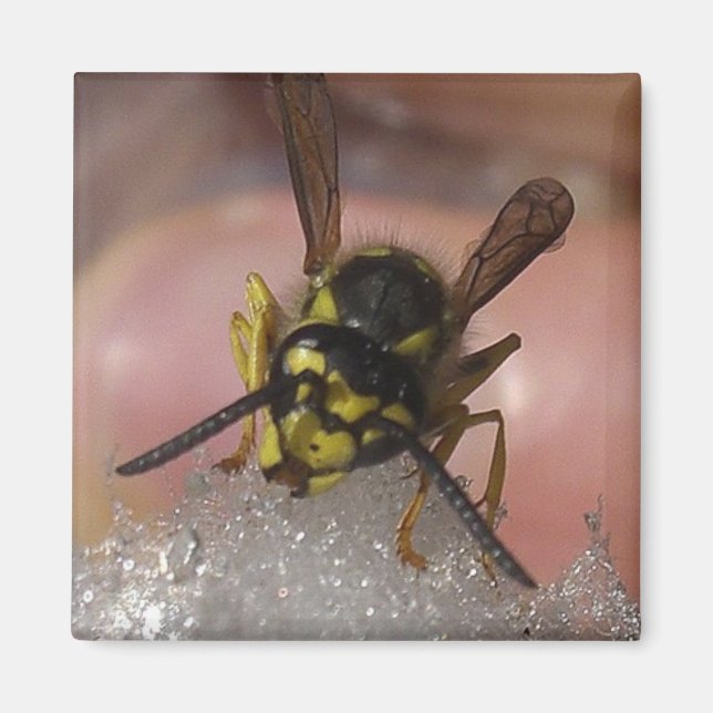 Imán avispa (Frente)