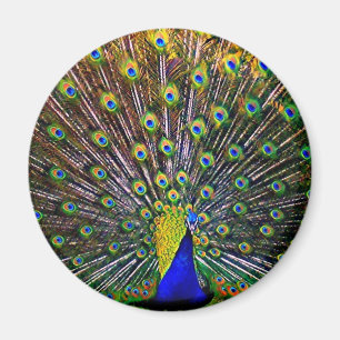 Imán Avivando el pavo real - redondo