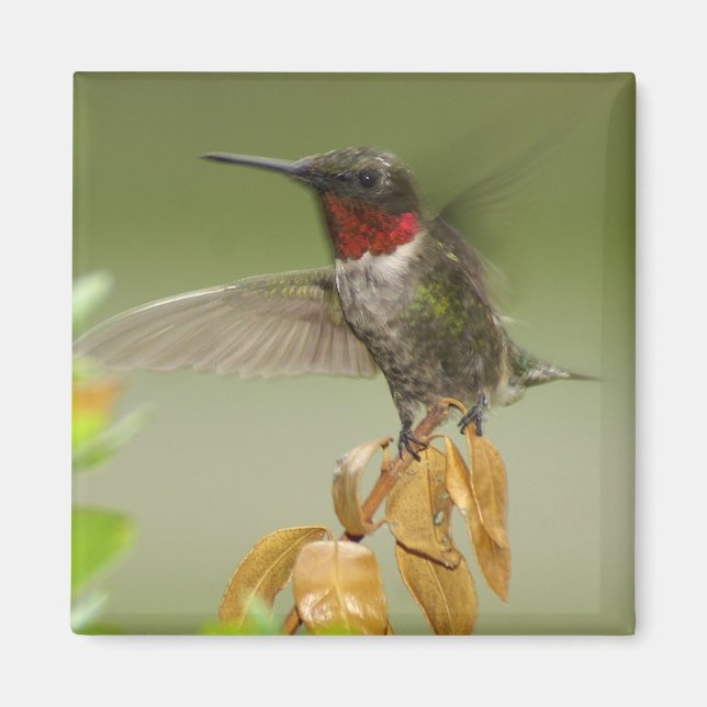 Imán Awesome Hummingbird (Frente)