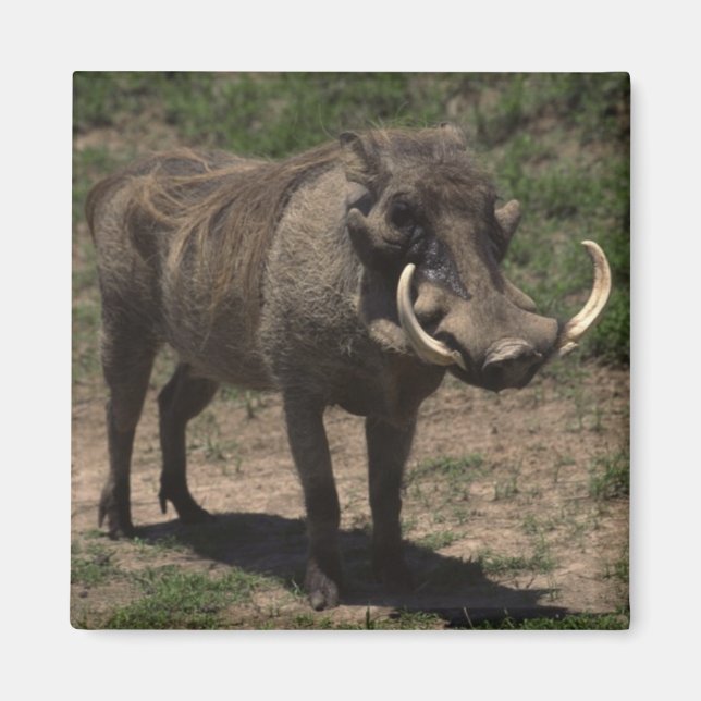 Imán Awesome Warthog (Frente)