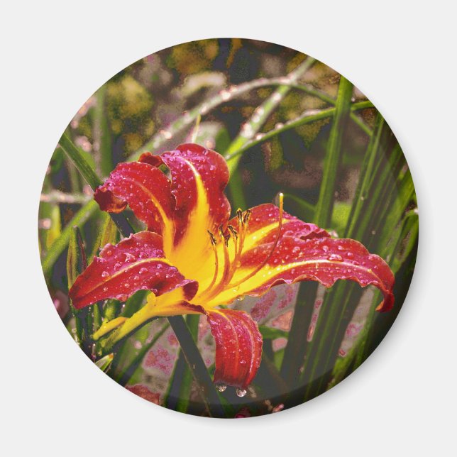 Imán Ayer Lily Después De La Lluvia (Frente)