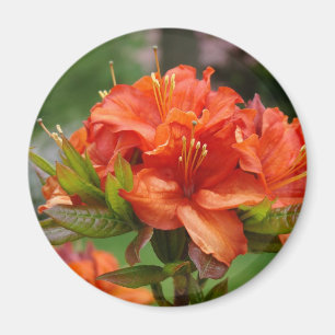 Imán Azalea Naranja AZALEA 14 FLORES Azaleas Tarjetas R