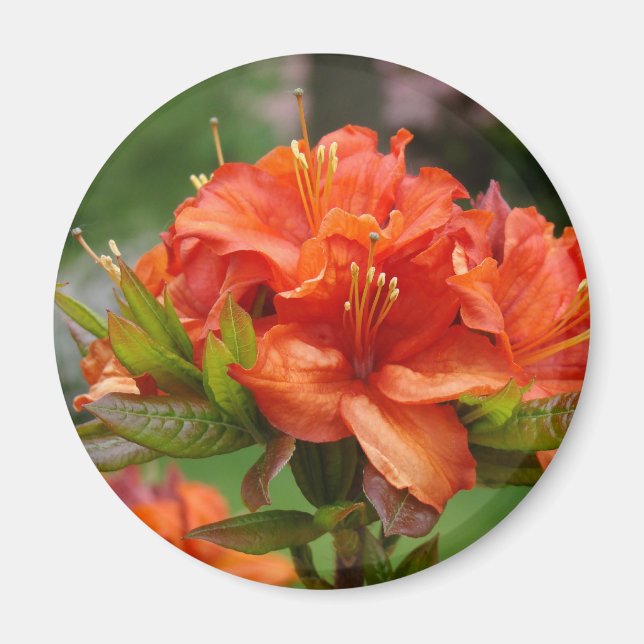 Imán Azalea Naranja AZALEA 14 FLORES Azaleas Tarjetas R (Frente)