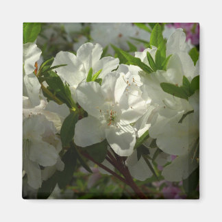Imán Azaleas blancas iluminadas por el sol Hermosas flo