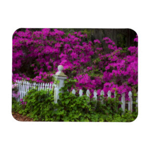 Imán Azaleas en primavera en Historic Isle of Hope