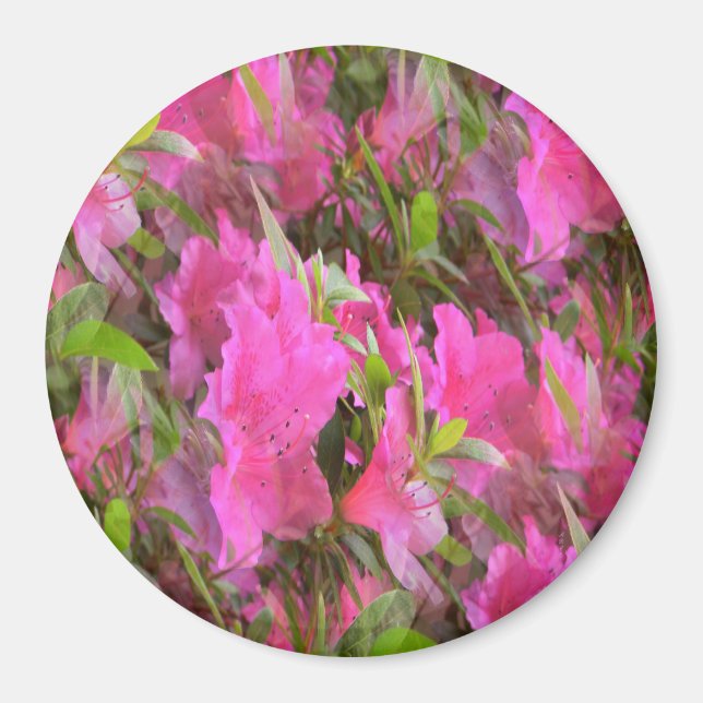 Imán Azaleas en rosa...... (Frente)