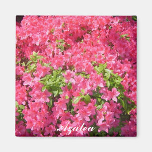 Imán Azaleas Rosa Caliente