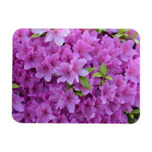Imán Azaleas rosadas de la primavera