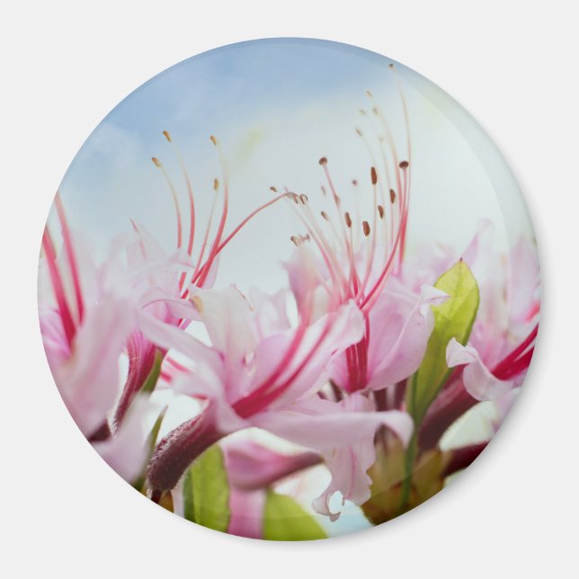 Imán azaleas silvestres (Frente)