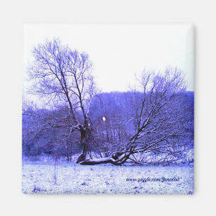 Imán Azul caido del árbol