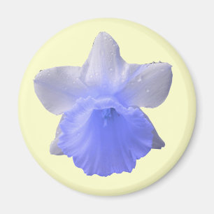 Imán azul Daffodil