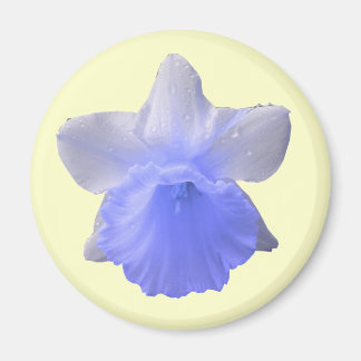 Imán azul Daffodil