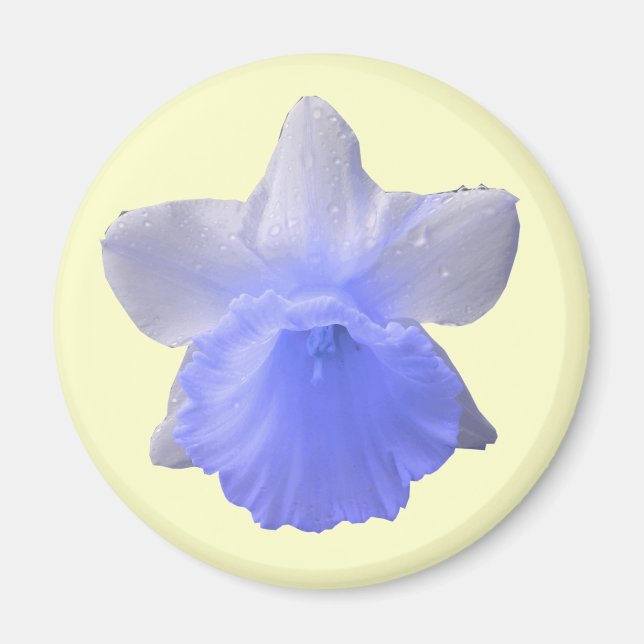 Imán azul Daffodil (Frente)