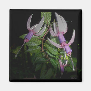 Imán azul de Fushia