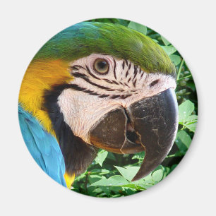 Imán azul del loro del Macaw