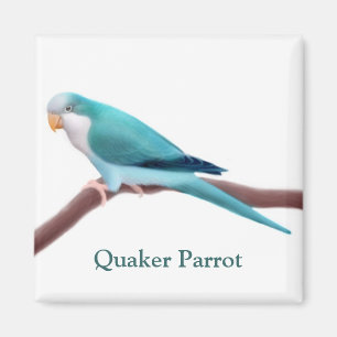 Imán azul del loro del Quaker