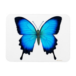 Imán azul del premio de la mariposa de Papilio