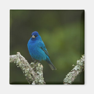 Imán Azulejo índigo, Passerina cyanea, Costero