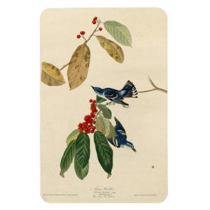 Imán Azure (Cerulean) Warbler, Audubon Birds of America