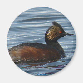 Imán B13 Eared Grebe